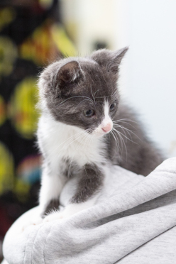 Gray and white cat